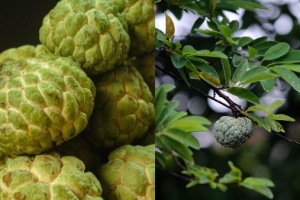 Health Benefits of Custard Apple Leaves