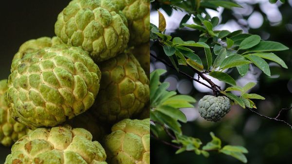 Health Benefits of Custard Apple Leaves