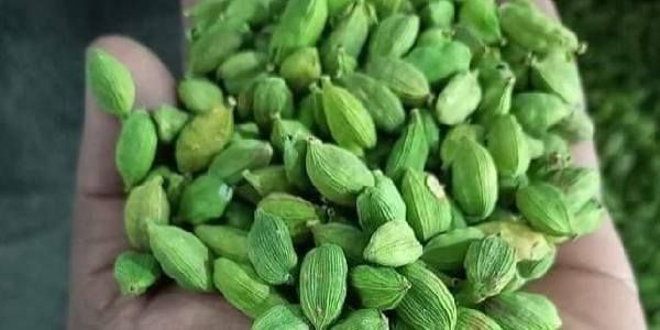 cardamoms health benefits