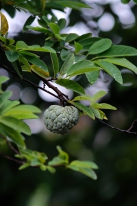 Unbelievable Health Benefits of custard apple Leaves