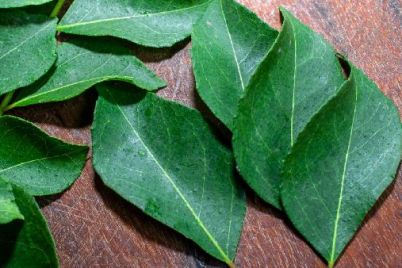 curry-leaves.jpg