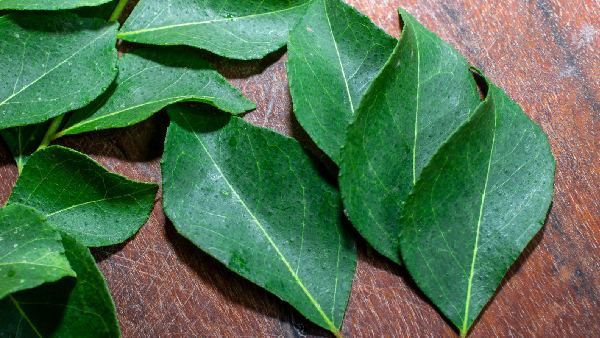 curry leaves health benefits