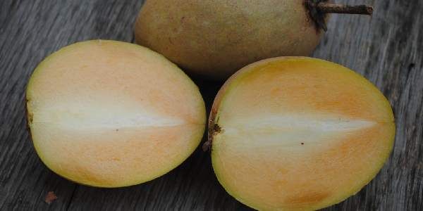 sapodilla fruits