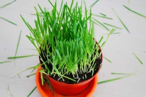 Wheatgrass Juice