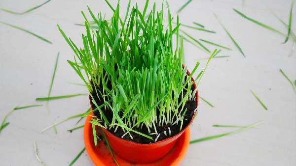 Wheatgrass Juice